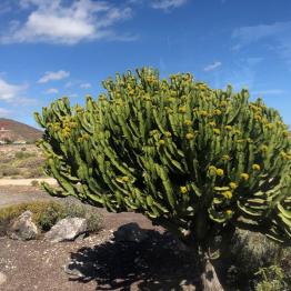 AIDA Kreuzfahrten 7 Tage Kanaren & Madeira mit AIDAblu